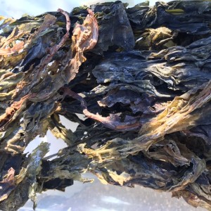 Wakame - Undaria pinnatifida (seaweed)