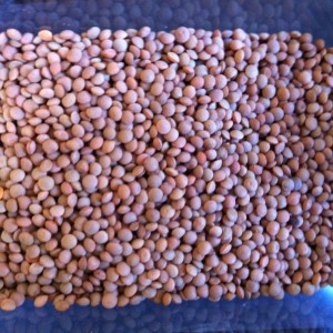 Red whole lentils