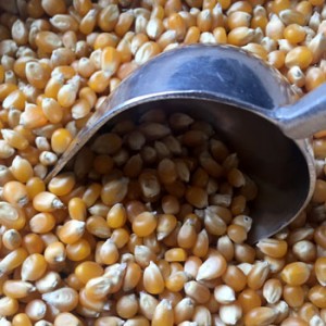 Popping corn